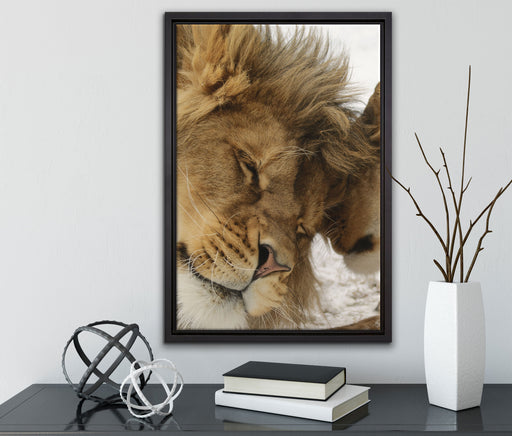 Kuschelnde Löwen auf Leinwandbild gerahmt mit Kirschblüten