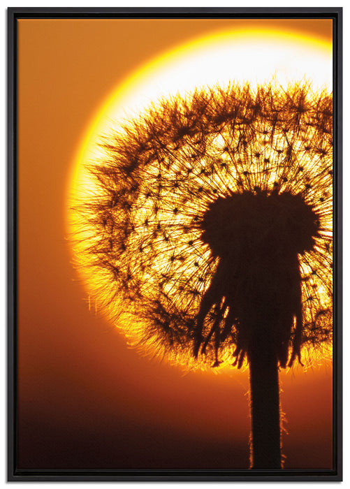 Pusteblume abends auf Leinwandbild gerahmt Größe 100x70