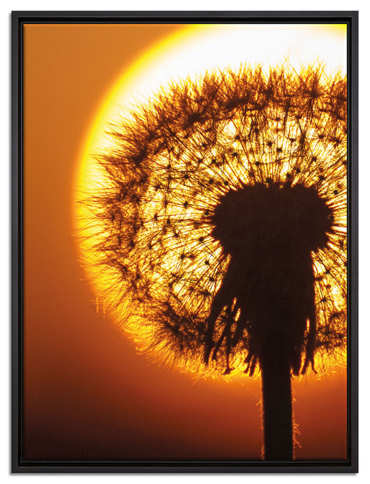 Pusteblume abends auf Leinwandbild gerahmt Größe 80x60