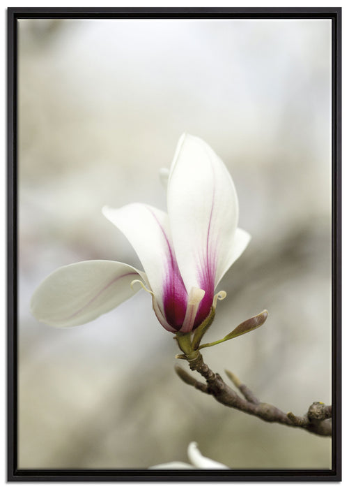 Weiße Baumblüten auf Leinwandbild gerahmt Größe 100x70