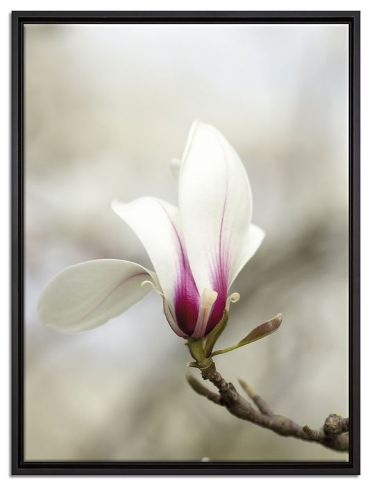 Weiße Baumblüten auf Leinwandbild gerahmt Größe 80x60