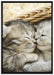 Baby Katze auf Leinwandbild gerahmt Größe 100x70