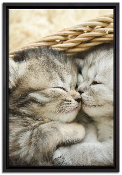 Baby Katze auf Leinwandbild gerahmt Größe 60x40