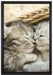 Baby Katze auf Leinwandbild gerahmt Größe 60x40