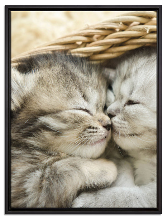 Baby Katze auf Leinwandbild gerahmt Größe 80x60