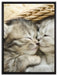 Baby Katze auf Leinwandbild gerahmt Größe 80x60