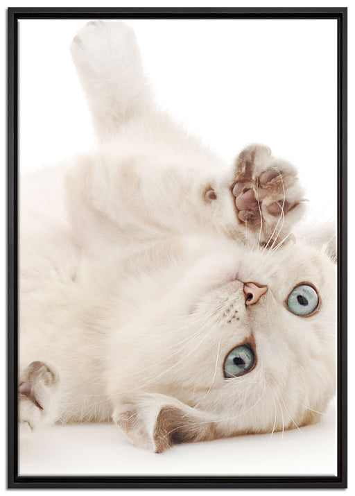 Kleine Katze auf Leinwandbild gerahmt Größe 100x70