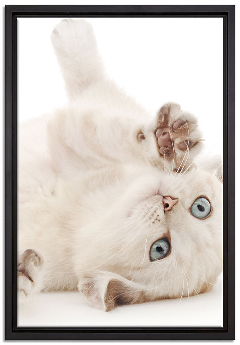 Kleine Katze auf Leinwandbild gerahmt Größe 60x40