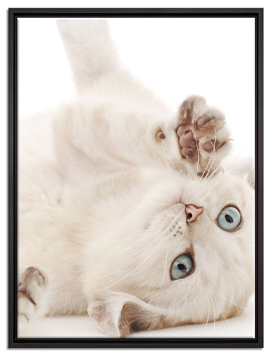 Kleine Katze auf Leinwandbild gerahmt Größe 80x60