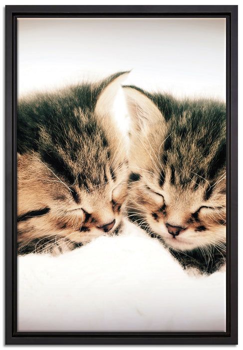 Katzen Herzform auf Leinwandbild gerahmt Größe 60x40