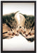 Katzen Herzform auf Leinwandbild gerahmt Größe 60x40