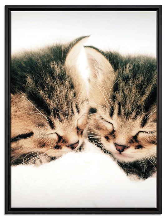 Katzen Herzform auf Leinwandbild gerahmt Größe 80x60