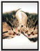 Katzen Herzform auf Leinwandbild gerahmt Größe 80x60