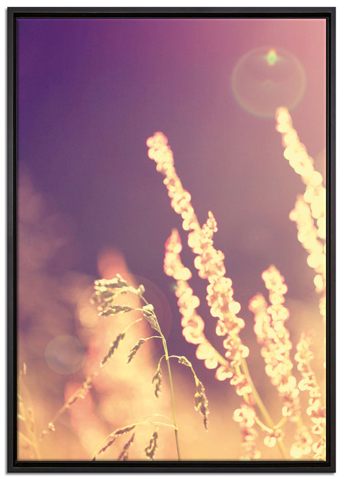 Gräser im Sonnenuntergang auf Leinwandbild gerahmt Größe 100x70