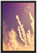 Gräser im Sonnenuntergang auf Leinwandbild gerahmt Größe 60x40