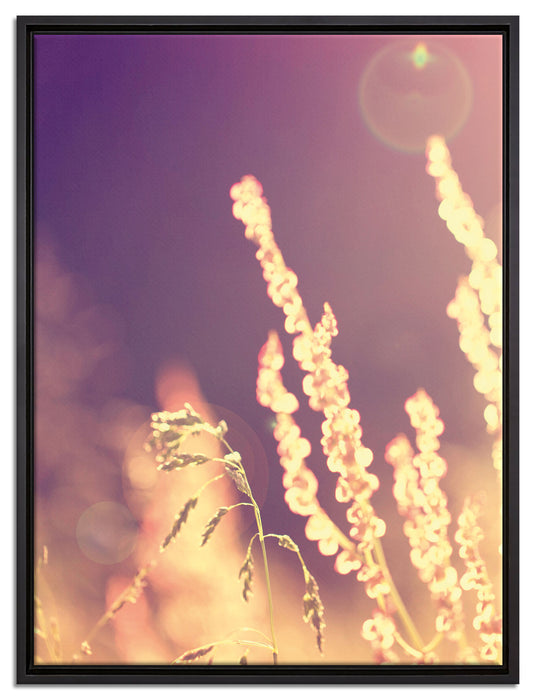 Gräser im Sonnenuntergang auf Leinwandbild gerahmt Größe 80x60