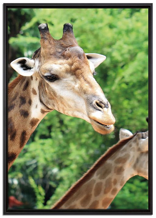 Giraffen auf Leinwandbild gerahmt Größe 100x70