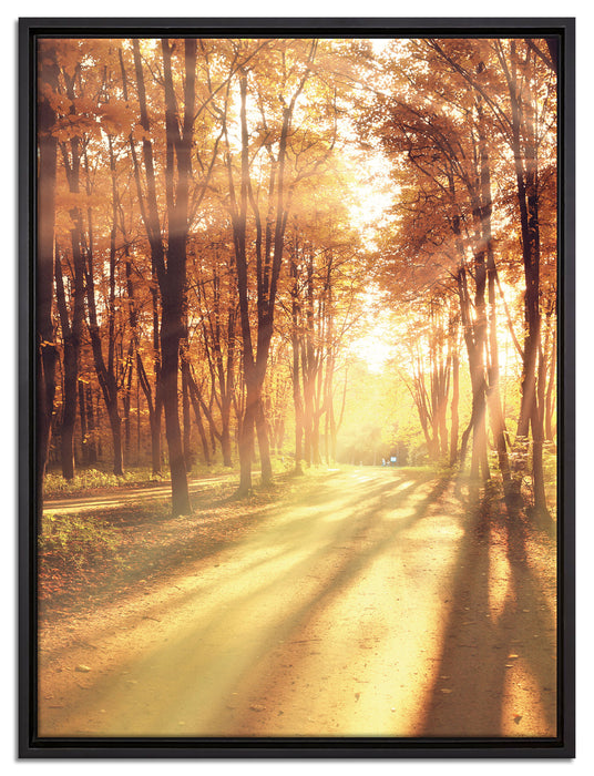 Baumallee im Herbst auf Leinwandbild gerahmt Größe 80x60