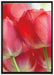 Rote Tulpen auf Leinwandbild gerahmt Größe 100x70