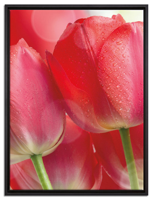 Rote Tulpen auf Leinwandbild gerahmt Größe 80x60