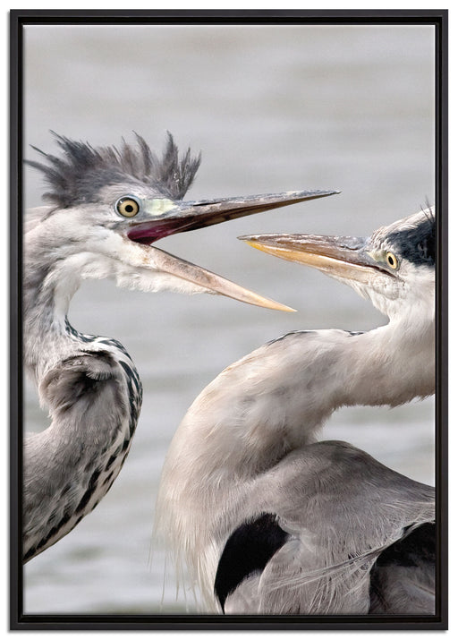 Zankende Vögel auf Leinwandbild gerahmt Größe 100x70