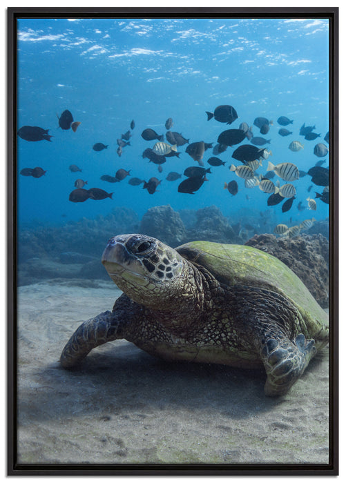 Meeresschildkröte auf Leinwandbild gerahmt Größe 100x70