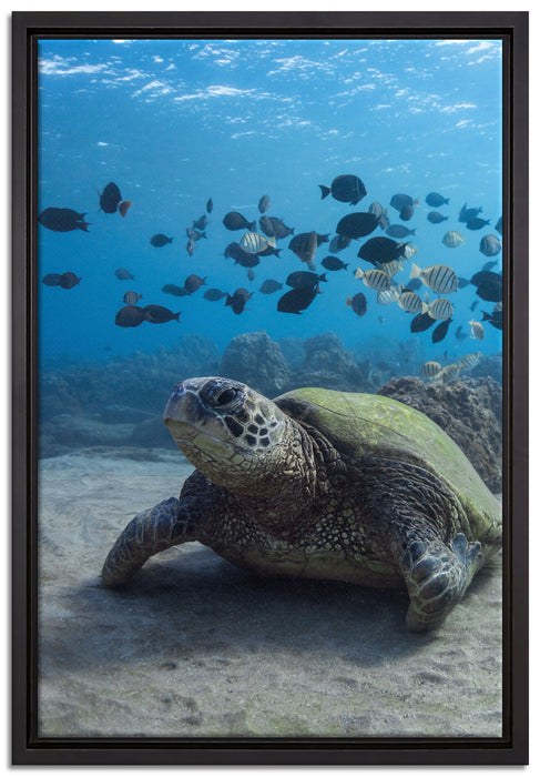 Meeresschildkröte auf Leinwandbild gerahmt Größe 60x40