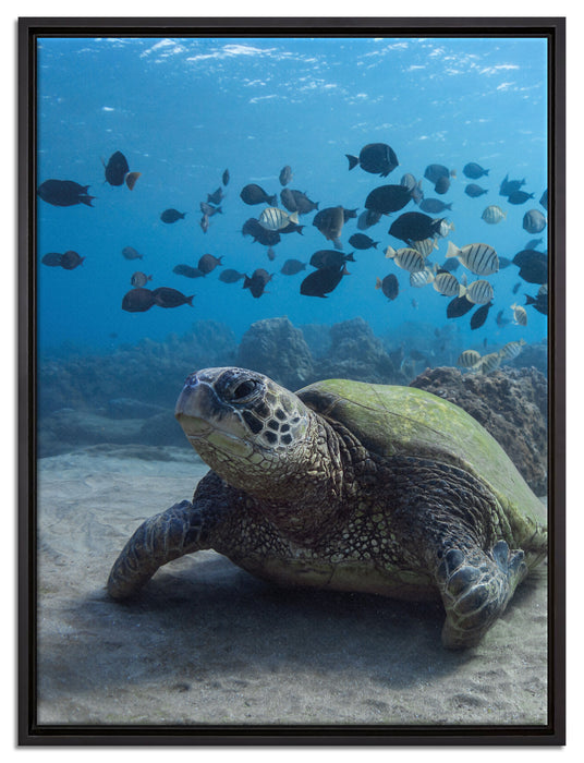 Meeresschildkröte auf Leinwandbild gerahmt Größe 80x60