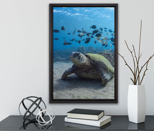 Meeresschildkröte auf Leinwandbild gerahmt mit Kirschblüten