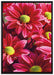 Rote Blüten auf Leinwandbild gerahmt Größe 100x70