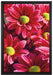 Rote Blüten auf Leinwandbild gerahmt Größe 60x40