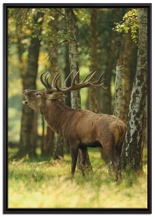 Hirsch im Wald auf Leinwandbild gerahmt Größe 100x70