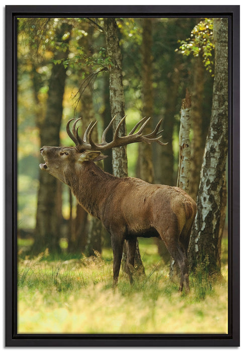 Hirsch im Wald auf Leinwandbild gerahmt Größe 60x40
