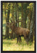 Hirsch im Wald auf Leinwandbild gerahmt Größe 60x40