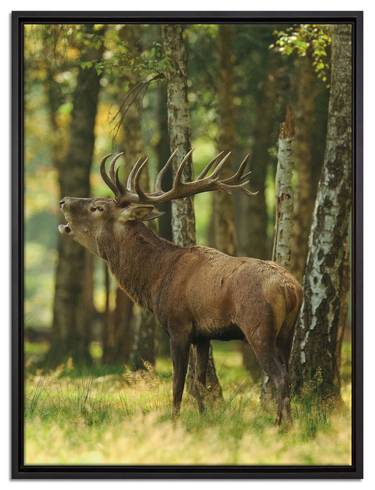 Hirsch im Wald auf Leinwandbild gerahmt Größe 80x60