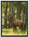 Hirsch im Wald auf Leinwandbild gerahmt Größe 80x60