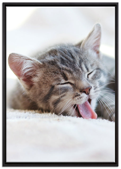 Kleines Kätzchen auf Leinwandbild gerahmt Größe 100x70