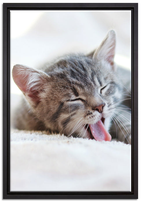 Kleines Kätzchen auf Leinwandbild gerahmt Größe 60x40