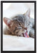 Kleines Kätzchen auf Leinwandbild gerahmt Größe 60x40
