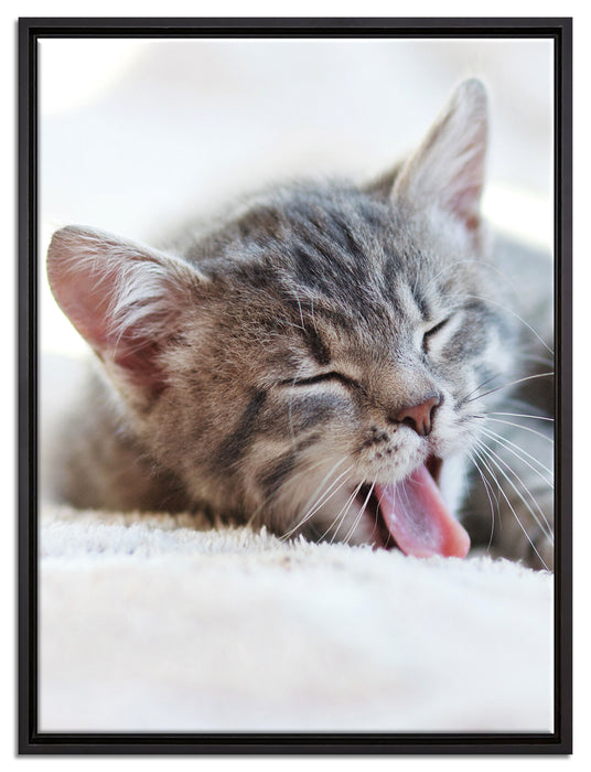 Kleines Kätzchen auf Leinwandbild gerahmt Größe 80x60