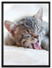 Kleines Kätzchen auf Leinwandbild gerahmt Größe 80x60