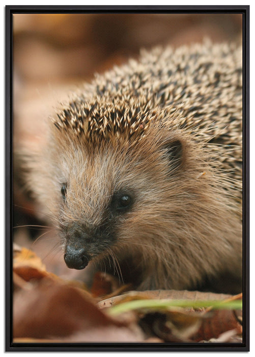 Kleiner Igel auf Leinwandbild gerahmt Größe 100x70