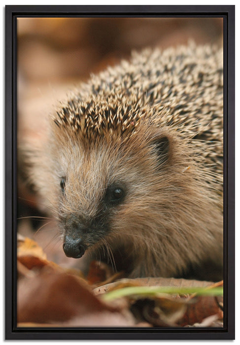 Kleiner Igel auf Leinwandbild gerahmt Größe 60x40