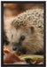 Kleiner Igel auf Leinwandbild gerahmt Größe 60x40