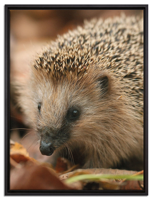 Kleiner Igel auf Leinwandbild gerahmt Größe 80x60