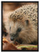 Kleiner Igel auf Leinwandbild gerahmt Größe 80x60