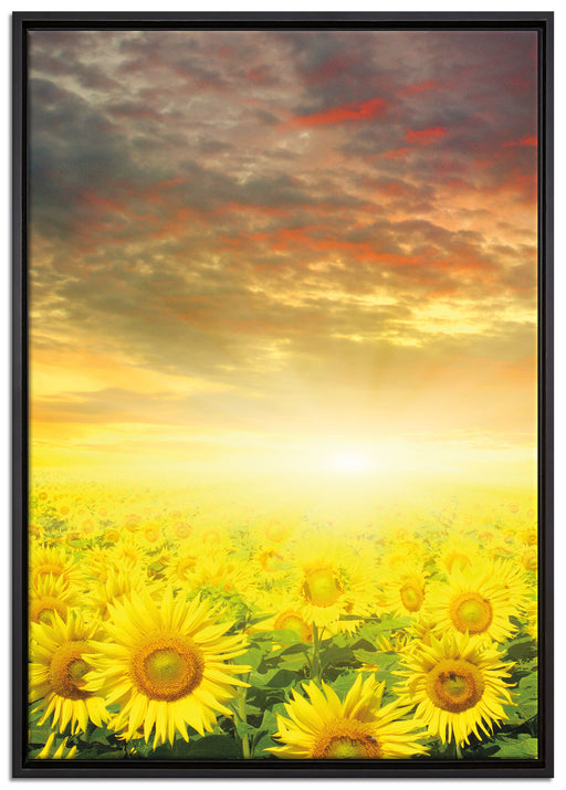 Sonnenblumenfeld auf Leinwandbild gerahmt Größe 100x70