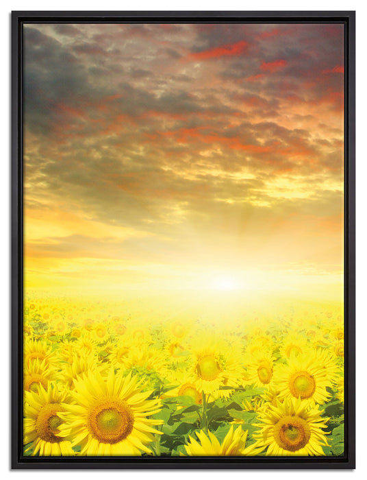 Sonnenblumenfeld auf Leinwandbild gerahmt Größe 80x60