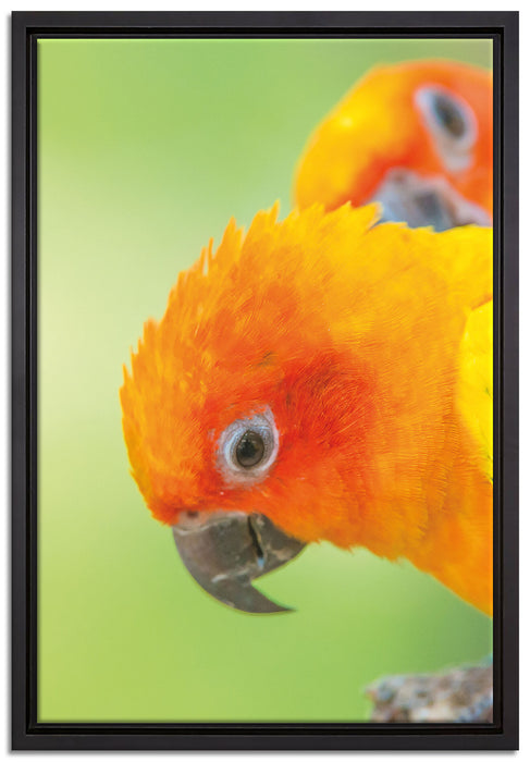 Papageienpärchen auf Leinwandbild gerahmt Größe 60x40