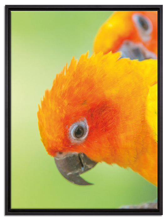 Papageienpärchen auf Leinwandbild gerahmt Größe 80x60